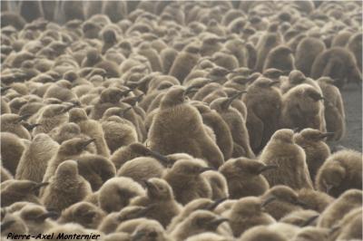 King Penguin Chicks during the Austral Winter at Possession Island, Crozet Archipelago