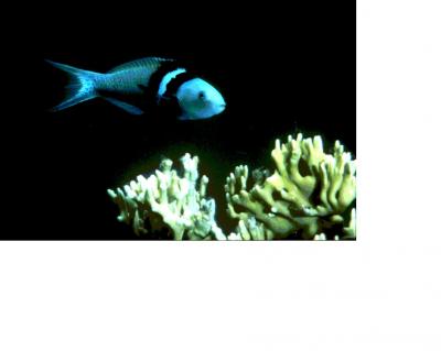 Bluehead Wrasse