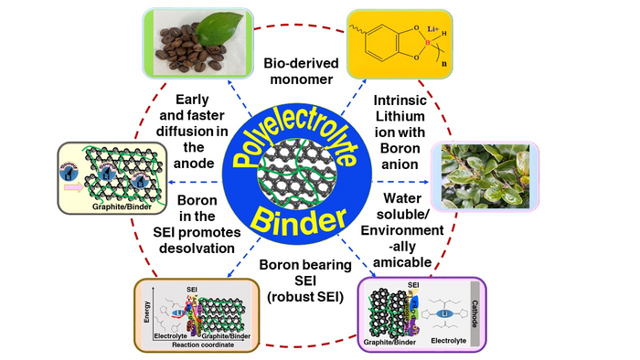 Properties and functions of the bio-polyelectrolyte binder
