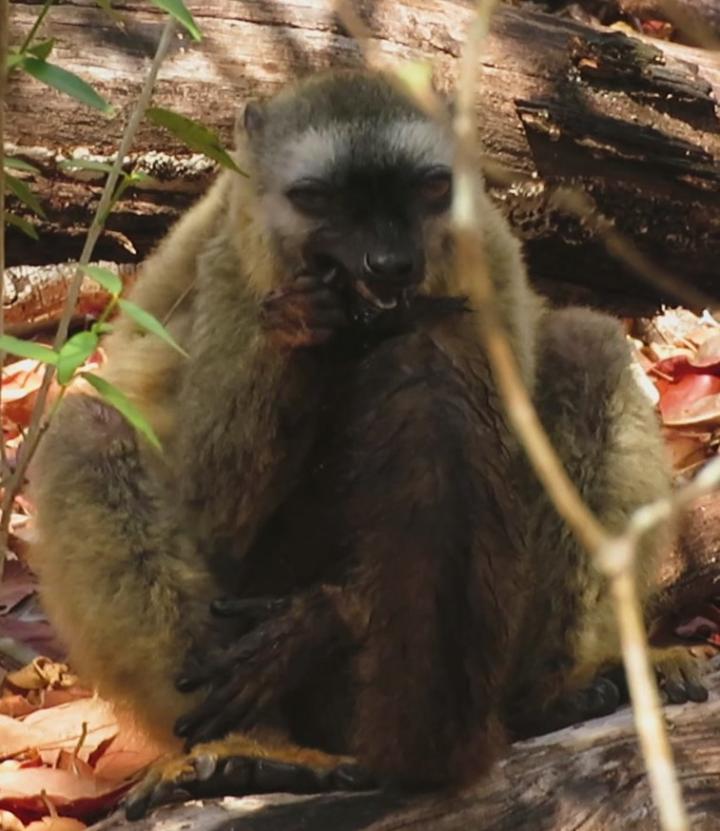 Red-Fronted Lemur