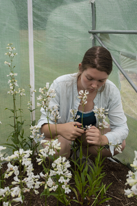 UMass Amherst research assistant Fiona MacNeill trimming one of the 105,000 flowers.
