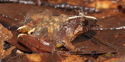 Father Frog Carries Tadpoles on Back