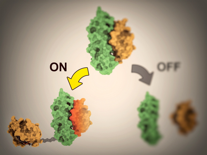 New proteins enable scientists to control cell activities