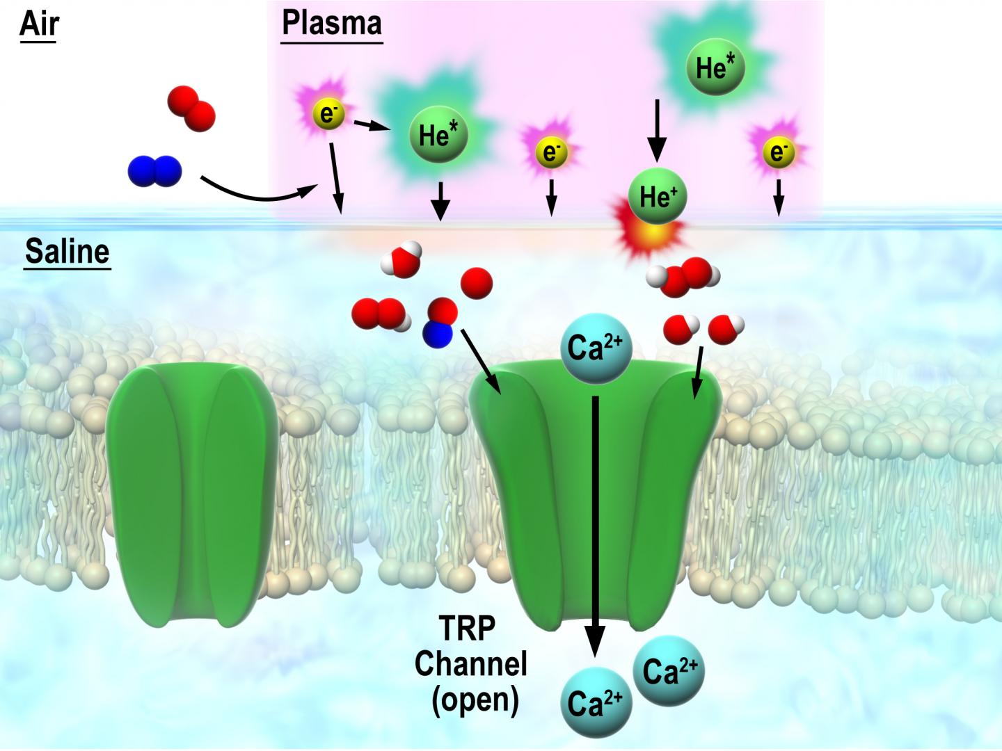 Novel insight into Interaction Between Discharge Plasma and Cells via TRP Channel
