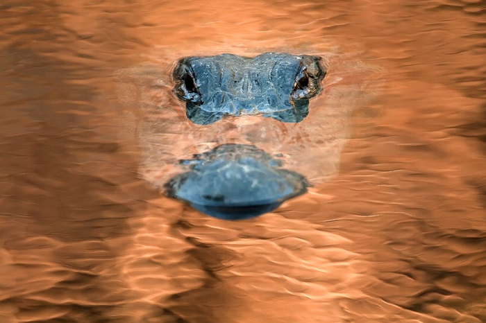 Alligator in Gainesville, Florida