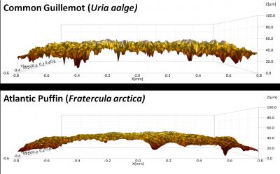 Guillemot Eggshells (2 of 3)