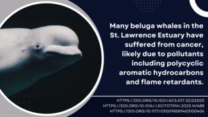 Cancer in Beluga Whales