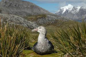 Southern giant petrel (3).jpg