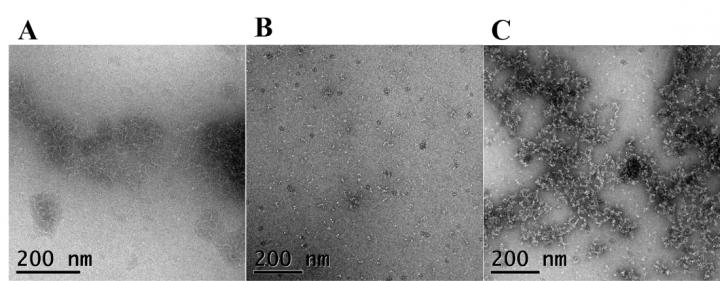 Affinity of Dp0100 for Soluble Alginate Analyzed by Negative Stain Electron Microscopy