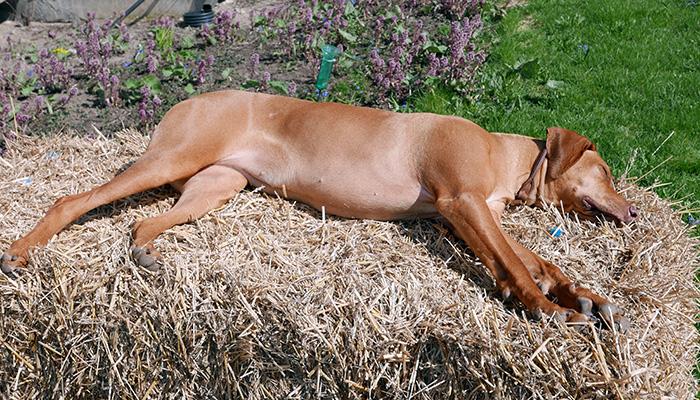 Genetic disorders cause diseases in different dog breeds