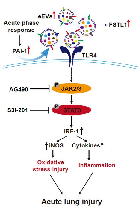 eEVs transport FSTL1 to activate TLR4/JAK3/STAT3/IRF-1 signaling pathway to induce ALI/ARDS