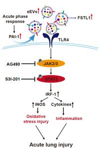 eEVs transport FSTL1 to activate TLR4/JAK3/STAT3/IRF-1 signaling pathway to induce ALI/ARDS