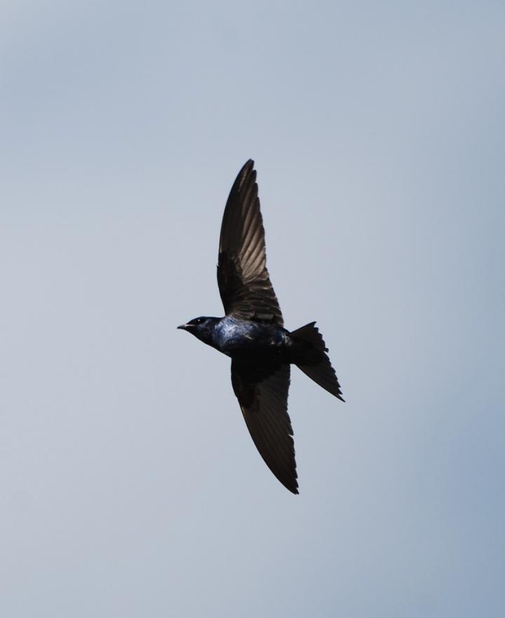 purple martin