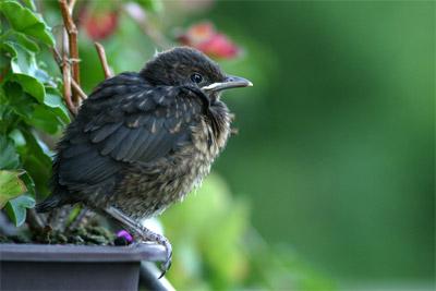 Juvenile European Blackbird