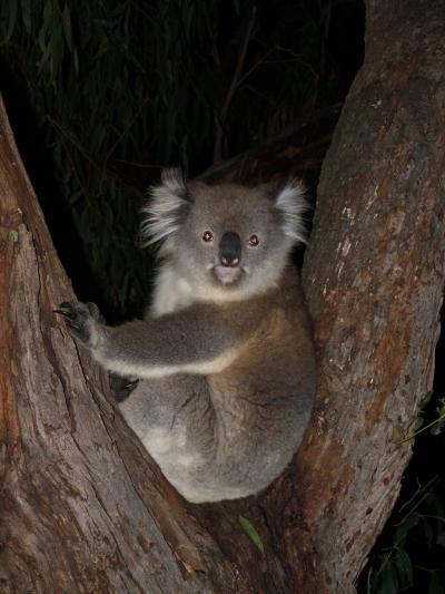 Victorian Koala