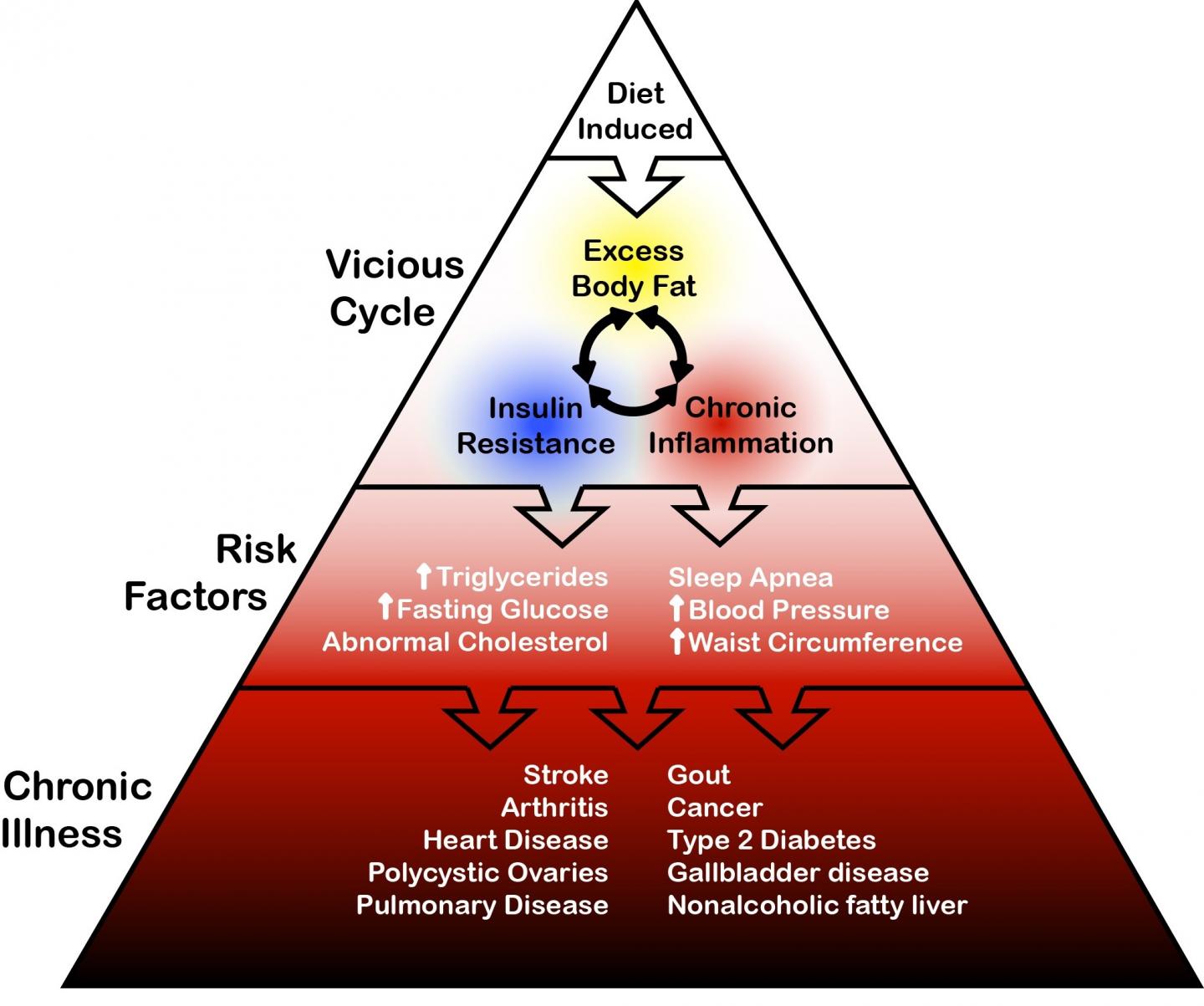 General Schematic of Relationships between Diet, Overfat, Some Risk Factors, and Chronic Illness