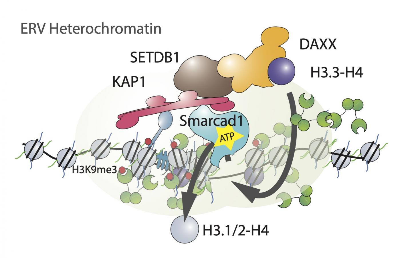 A Dance of Histones Silences Transposable Elements in Pluripotent Stem Cells