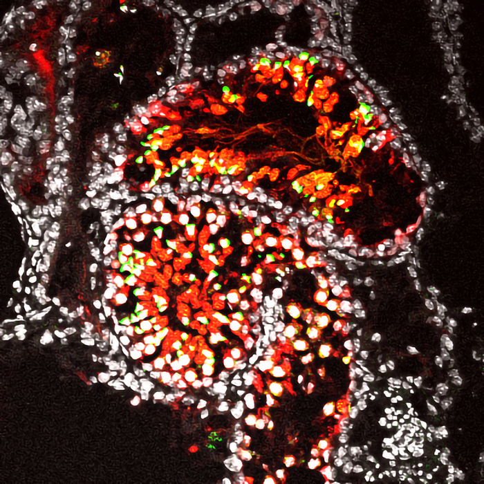 Frozen sections of 52-day-old samples cultured by the in vitro sperm induction method were immunostained to confirm the formation of sperm.