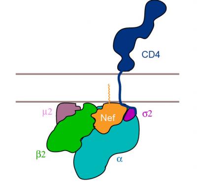Nef Binds to CD4 Receptor