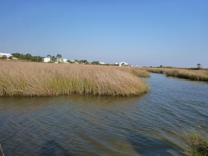 Australian Coastal Saltmarsh
