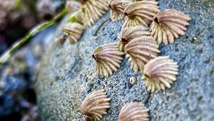 Group of bent morphs on rock face