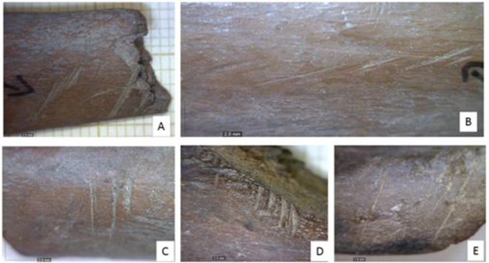 Cut marks on gazelle bones found at Ohalo II