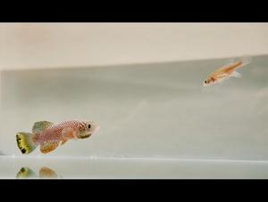 Pair of killifish