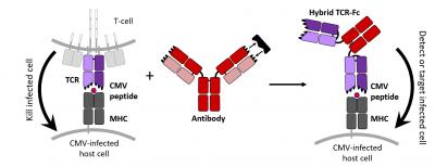 Design Of Antibody-Like T Cell Receptor To Target Virally-Infected Cells