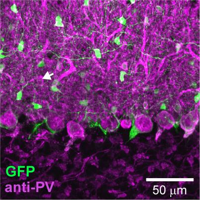 Molecular Layer Interneurons Transduction Independent of Viral Promoter