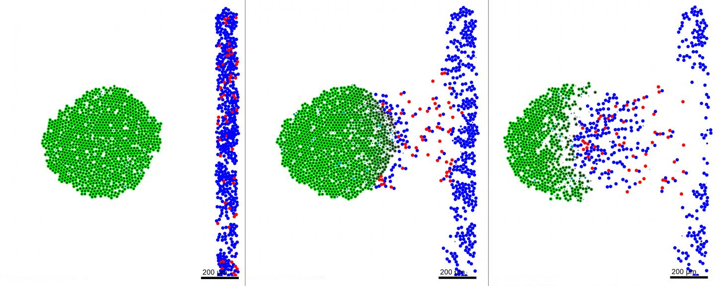 Cancer-Targeting Biorobots