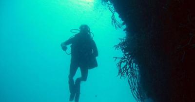 William Gerwick,   	 University of California - San Diego 