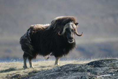 Future Impact of Global Warming is Worse When Grazing Animals Are Considered (2 of 2)