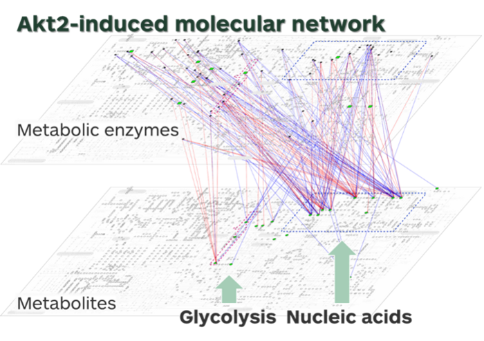 An Akt2-regulated molecular network.