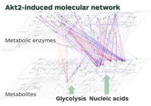 An Akt2-regulated molecular network.