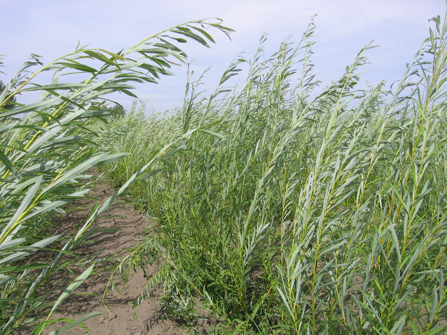 Could Contaminated Land Actually be Good for Trees?