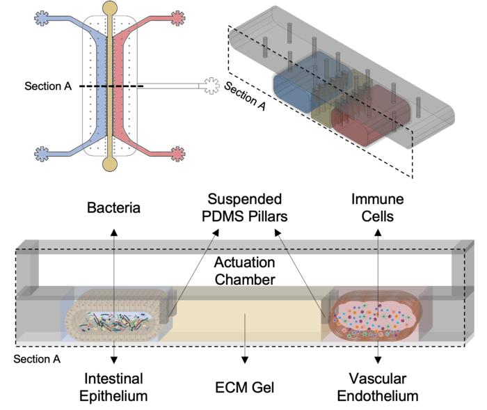 The Gut-on-Chip schema