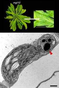 Leaves of mutant plants with only small amounts of MGT10 protein