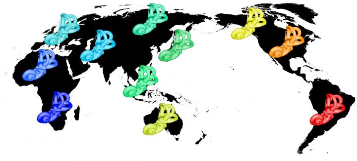 Slight Differences in the Inner Ear of Different Populations