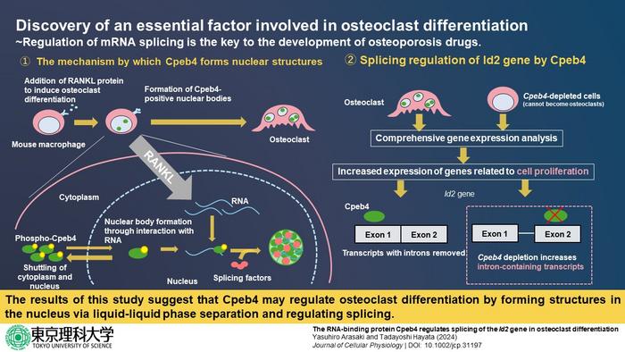 mRNA splicing regulation as an essential factor in osteoclast differentiation.