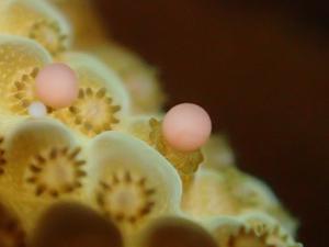 Coral breeding