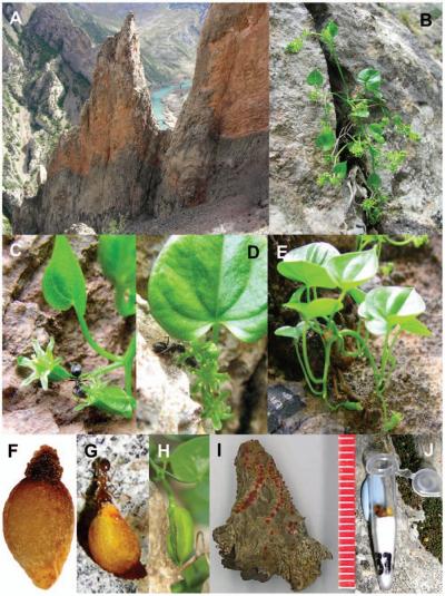 Rare Cliffhanging Plant Species Uses Unique Reproductive Strategy
