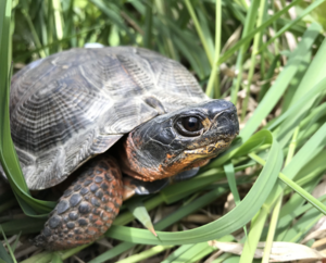 Wood Turtle