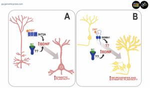 Plasticity-promoting mechanisms triggered by dimethyltryptamine (DMT) and β-carboline (BC)