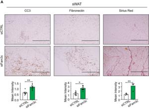 Fam3c knockdown in sWAT of MMTV-PyMT mice