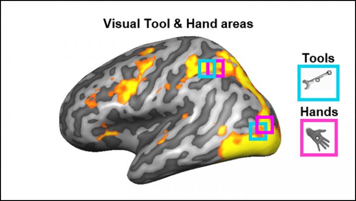 Brain Regions Involved in Vision Also Encode How to Hold Tools