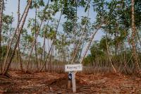 cassava plot Cambodia