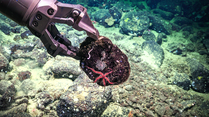 Brittle star and coral on ROV SuBastian's manipulator arm