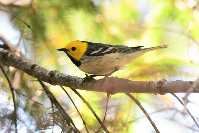 hermit warbler