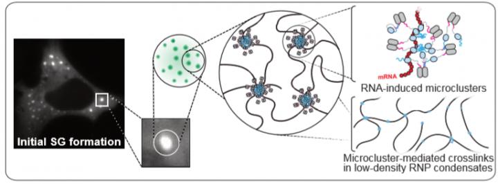 Protein G3BP Under Stress