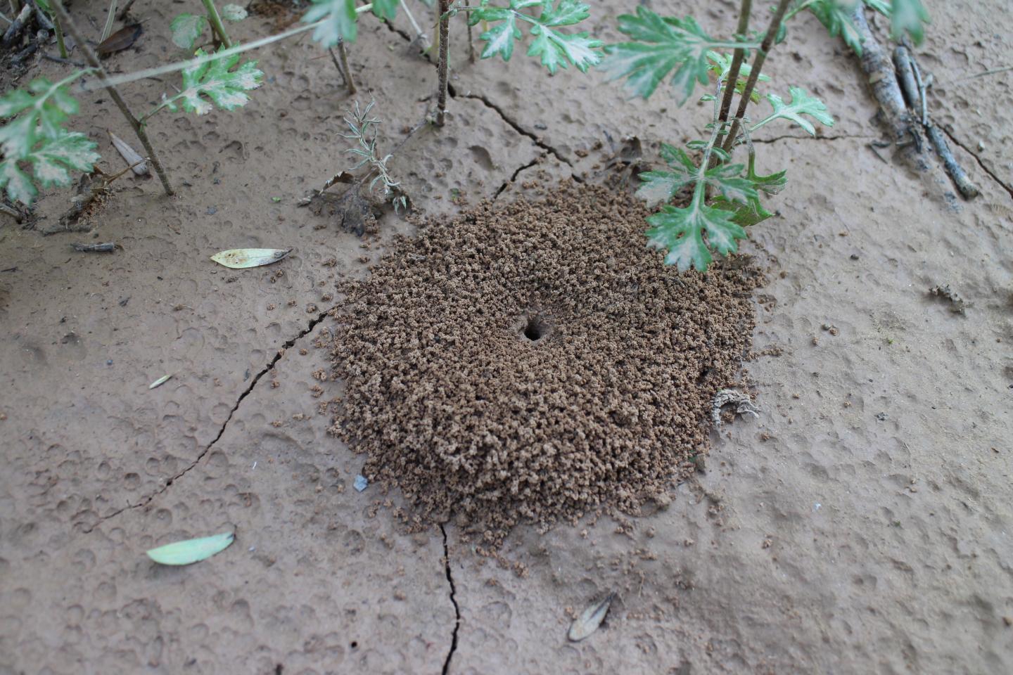 Ant Hill 5539